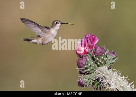 Erwachsene Frau Cochise Co., AZ Mai 2011 Stockfoto