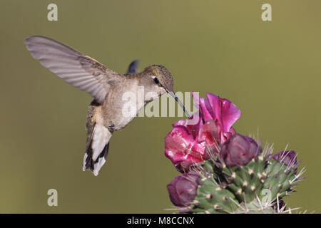 Erwachsene Frau Cochise Co., AZ Mai 2011 Stockfoto