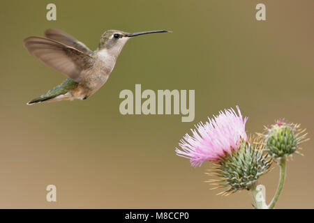 Erwachsene Frau Pima Co., AZ April 2009 Stockfoto