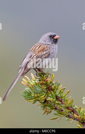 Nach San Diego Co., CA April 2011 Stockfoto