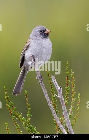 Nach San Diego Co., CA April 2011 Stockfoto