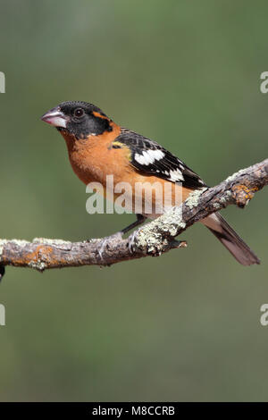 Erwachsene männliche Pima Co., AZ April 2009 Stockfoto