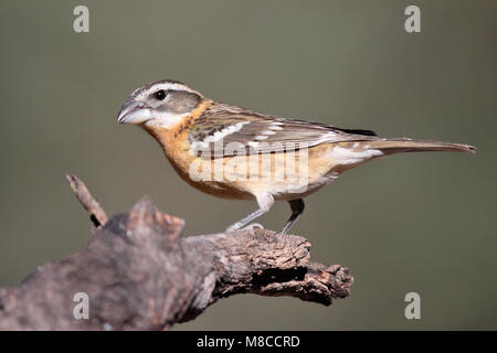 Erwachsene Frau Pima Co., AZ April 2009 Stockfoto