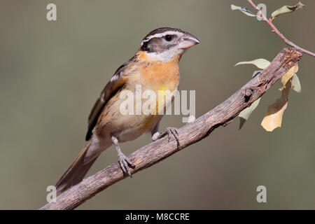 Erwachsene Frau Pima Co., AZ April 2009 Stockfoto