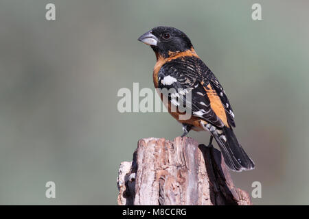 Erwachsene männliche Pima Co., AZ April 2009 Stockfoto