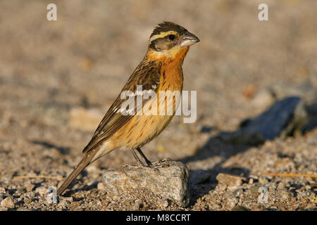 Erwachsene Frau Riverside Co., Ca Mai 2006 Stockfoto