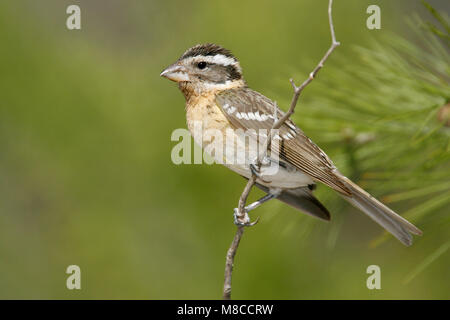 Erwachsene Frau Riverside Co., Ca Mai 2007 Stockfoto