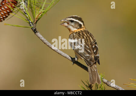 Erwachsene Frau Kern Co., Ca Mai 2007 Stockfoto