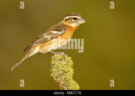 Erwachsene Frau Kern Co., Ca Mai 2007 Stockfoto