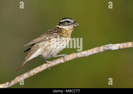 Erwachsene Frau Riverside Co., Ca Mai 2008 Stockfoto