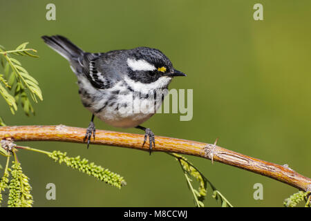 Erwachsene Frau Riverside Co., CA April 2012 Stockfoto