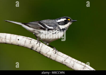 Nach weibliche Zuchttiere Riverside Co., CA April 2010 Stockfoto