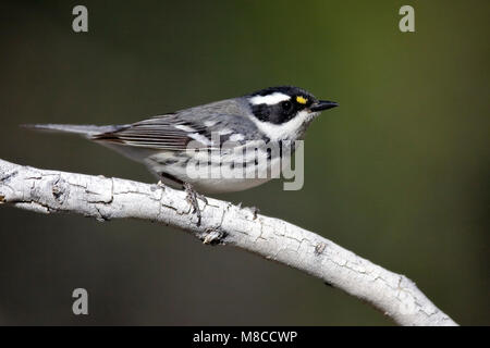 Nach weibliche Zuchttiere Riverside Co., CA April 2009 Stockfoto