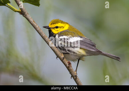 Erwachsene männliche Galveston, TX.de April 2013 Stockfoto