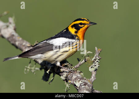 Erwachsene männliche Galveston, TX.de April 2011 Stockfoto