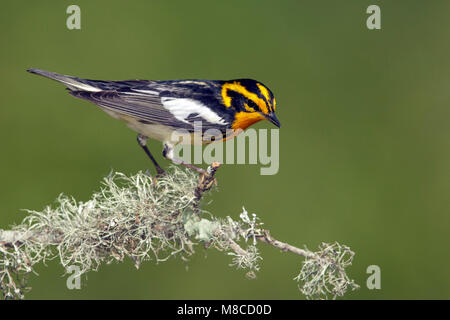 Erwachsene männliche Galveston, TX.de April 2014 Stockfoto