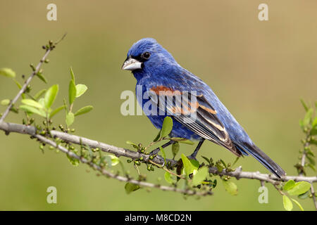 Erwachsene männliche Galveston, TX.de April 2014 Stockfoto