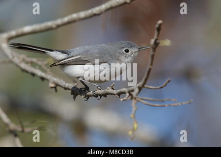 Nach nicht-Zucht Hidalgo Co., TX Februar 2014 Stockfoto