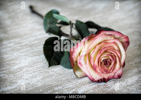 Schöne rosa Blüte Kaffee-hybrid Rose, blühen im Garten. In der Nähe fotografiert. Stockfoto