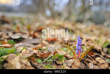 Wilder Frühling violett Blumen im Wald Stockfoto