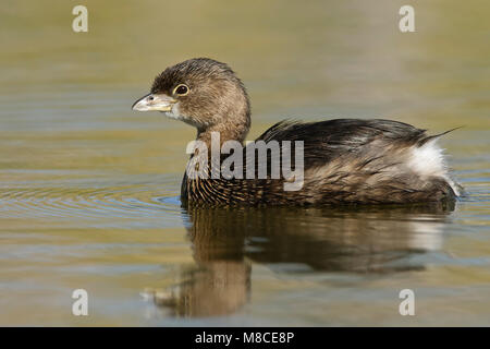 Nach nicht-Zucht Hidalgo Co., TX Januar 2009 Stockfoto