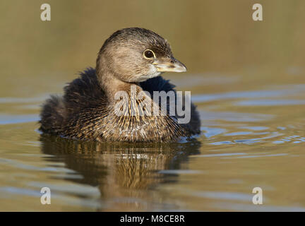 Nach nicht-Zucht Hidalgo Co., TX Januar 2009 Stockfoto