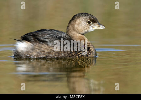 Nach nicht-Zucht Hidalgo Co., TX Januar 2009 Stockfoto