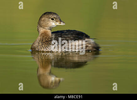 Nach nicht-Zucht Hidalgo Co., TX Januar 2009 Stockfoto