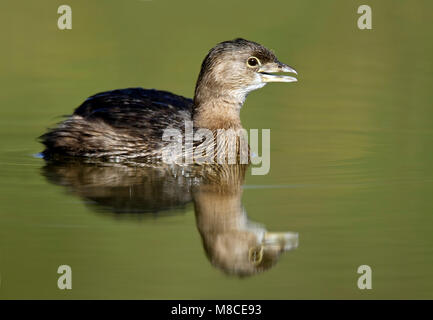 Nach nicht-Zucht Hidalgo Co., TX Januar 2009 Stockfoto