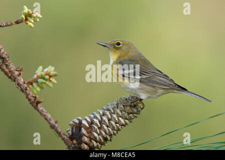 Erwachsene Frau Harris Co., TX Februar 2007 Stockfoto