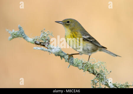 Erwachsene Frau Harris Co., TX Februar 2007 Stockfoto