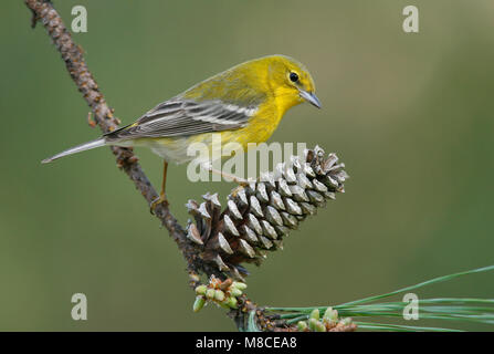 Erwachsene männliche Harris Co., TX Februar 2007 Stockfoto