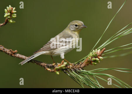 Erwachsene Frau Harris Co., TX Februar 2007 Stockfoto