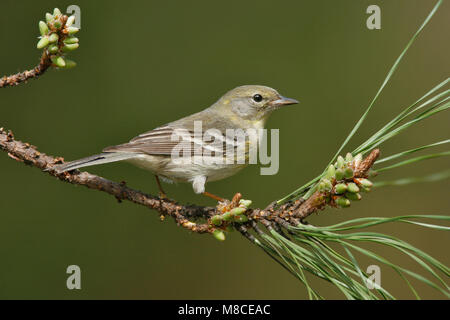 Erwachsene Frau Harris Co., TX Februar 2007 Stockfoto
