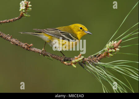 Erwachsene männliche Harris Co., TX Februar 2007 Stockfoto