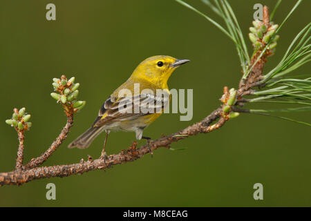 Erwachsene männliche Harris Co., TX Februar 2007 Stockfoto