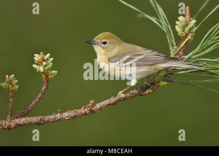 Erwachsene Frau Harris Co., TX April 2007 Stockfoto