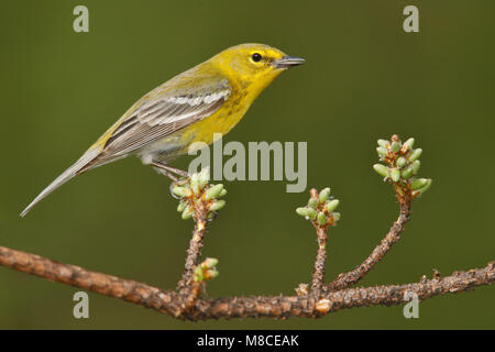 Erwachsene männliche Harris Co., TX Februar 2007 Stockfoto