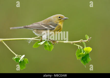 Erwachsene männliche Harris Co., TX April 2007 Stockfoto