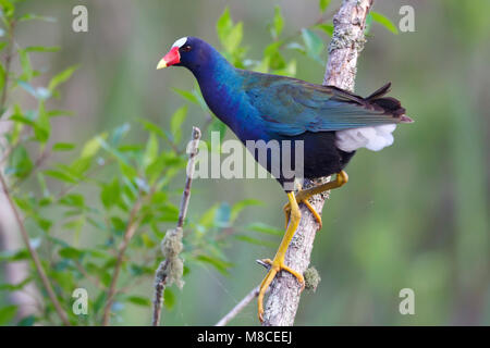 Nach Brazoria Co., TX April 2011 Stockfoto