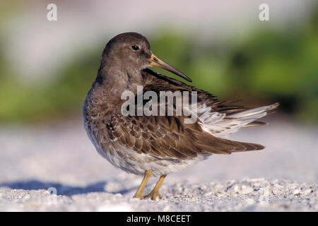 Nach nicht-Zucht Sarasota Co., FL Februar 2002 Stockfoto