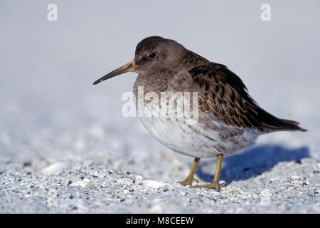 Nach nicht-Zucht Sarasota Co., FL Februar 2002 Stockfoto