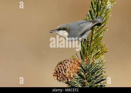 Nach Los Alamos Co., NM Dezember 2008 Stockfoto