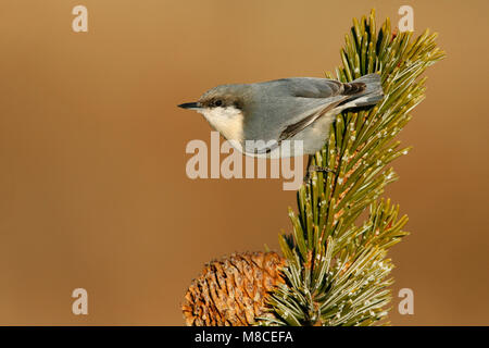 Nach Los Alamos Co., NM Dezember 2008 Stockfoto