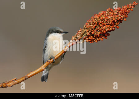 Nach Los Alamos Co., NM Dezember 2008 Stockfoto