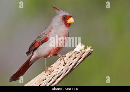 Erwachsene männliche Pima Co., AZ April 2011 Stockfoto