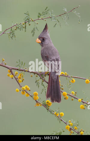 Erwachsene Frau Hidalgo Co., TX Februar 2014 Stockfoto