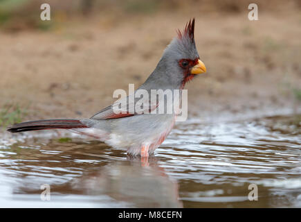 Erwachsene männliche Hidalgo Co., TX Februar 2014 Stockfoto