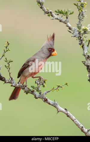 Erwachsene männliche Hidalgo Co., TX Februar 2014 Stockfoto