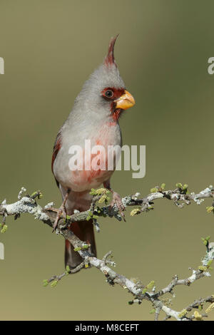 Erwachsene männliche Hidalgo Co., TX Februar 2014 Stockfoto